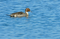 Northern Pintails