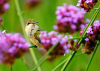 Ruby-throated Hummingbirds