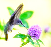 Rufous Hummingbirds
