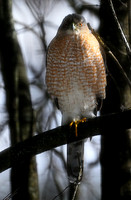 Cooper's Hawks