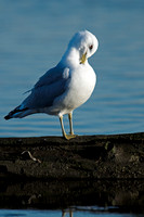 Ring-billed Gulls