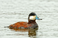 Ruddy Ducks