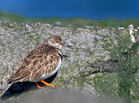 Ruddy Turnstones