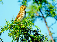 Saltmarsh Sharp-tailed Sparrows