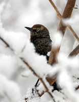 Rusty Blackbirds