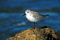 Sanderlings
