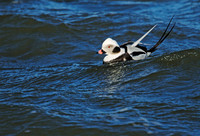 Long-tailed Ducks