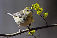 Pine Warblers