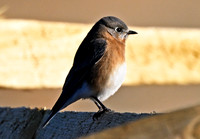 Birds in 2026