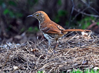 Brown Trashers