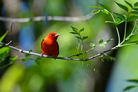Scarlet Tanagers