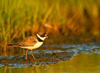 Semipalmated Plovers