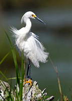 Snowy Egrets
