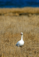 Snow Geese
