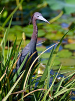 Little Blue Herons
