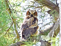 Great-Horned Owls