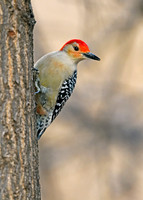 Red-bellied Woodpeckers